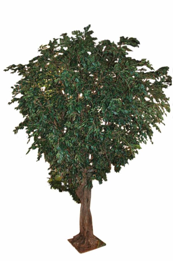 ficus geant tree 1