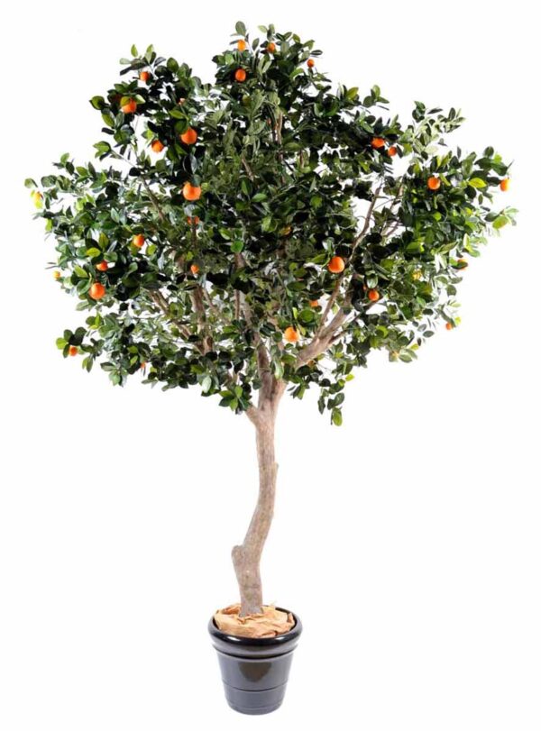 oranger arbre large 1 1