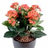 plante artificielle fleurie kalanchoe orange 1 1