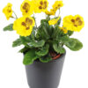 plante artificielle fleurie pensee jaune 1 1