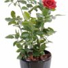 plante artificielle rosier royal rouge 3 1