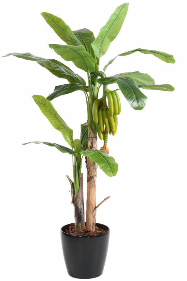 bananier tree avec fruits 1 2